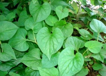 Mụn luôn là một trong những vấn đề muôn thuở của chị em phụ nữ, chúng không những làm cho làn da của bạn trở nên xấu xí,