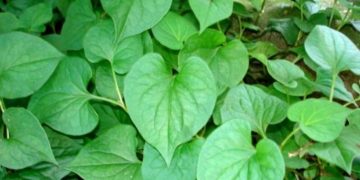 Mụn luôn là một trong những vấn đề muôn thuở của chị em phụ nữ, chúng không những làm cho làn da của bạn trở nên xấu xí,