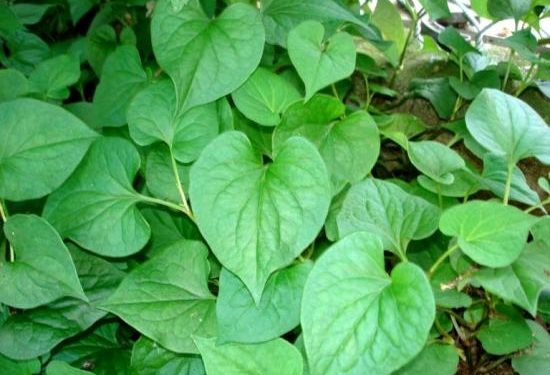 Mụn luôn là một trong những vấn đề muôn thuở của chị em phụ nữ, chúng không những làm cho làn da của bạn trở nên xấu xí,