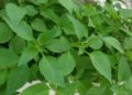 Bài thuốc nam điều trị mụn