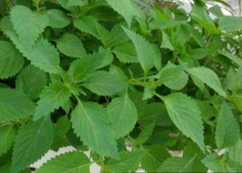 Bài thuốc nam điều trị mụn