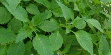 Bài thuốc nam điều trị mụn