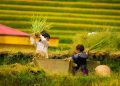 Địa Điểm Du Lịch Hấp Dẫn Mù Căng Chải