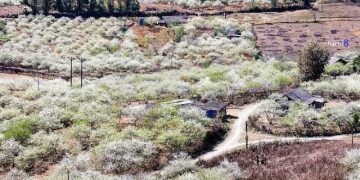 Hình Ảnh Mộc Châu Mùa Hoa