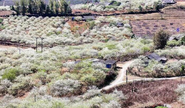 Hình Ảnh Mộc Châu Mùa Hoa