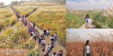 Cánh Đồng Hoa Cỏ Lau Lớn Nhất Xứ Hàn