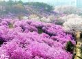 Những Cánh Đồng Hoa Đẹp Nhất