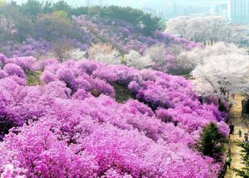 Những Cánh Đồng Hoa Đẹp Nhất