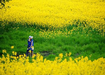 Ngắm Cánh Đồng Hoa Cải Vàng Ở Hàn Quốc