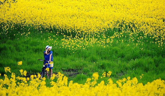 Ngắm Cánh Đồng Hoa Cải Vàng Ở Hàn Quốc