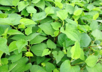 công dụng rau diếp cá