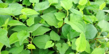 công dụng rau diếp cá