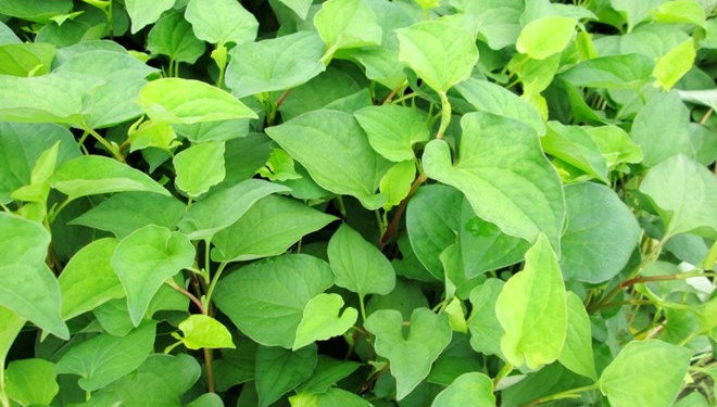 công dụng rau diếp cá