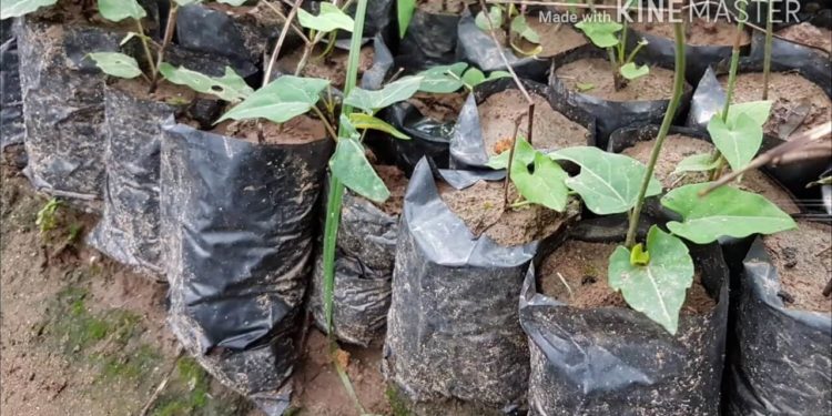 Cách trồng Hà Thủ Ô