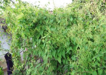 Hà Thủ Ô Là Gì?