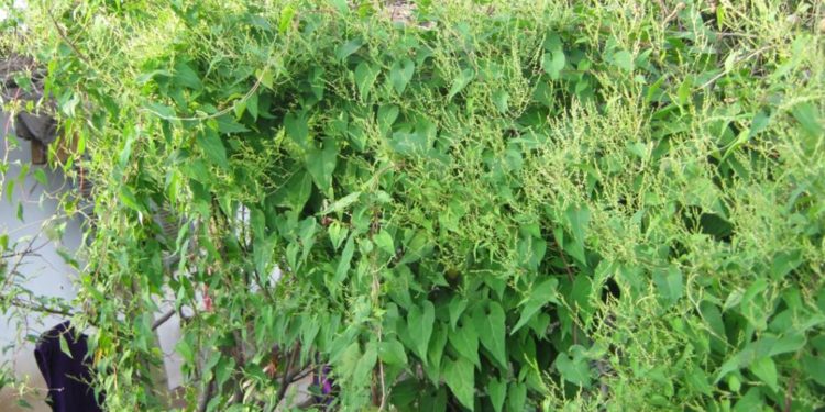 Hà Thủ Ô Là Gì?