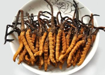 Đông trùng hạ thảo tây tạng