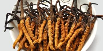 Đông trùng hạ thảo tây tạng