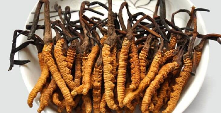 Đông trùng hạ thảo tây tạng