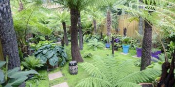 Dương xỉ sinh sản như thế nào?