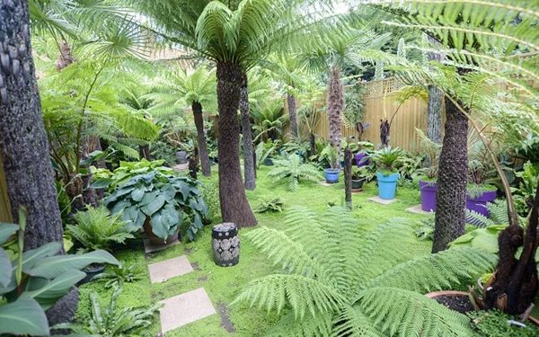 Dương xỉ sinh sản như thế nào?