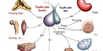 Hormone là gì?