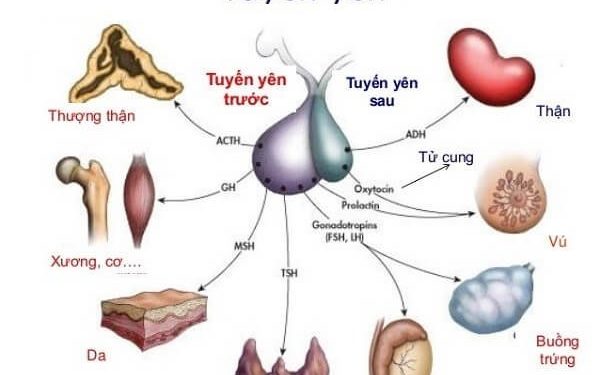 Hormone là gì?