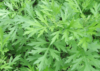 Lá ngãi cứu có tác dụng gì