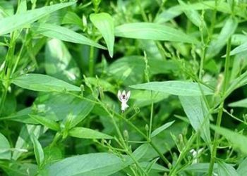 Xuyên tâm liên là gì?