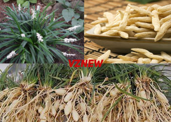 Mạch môn là gì?