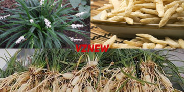 Mạch môn là gì?