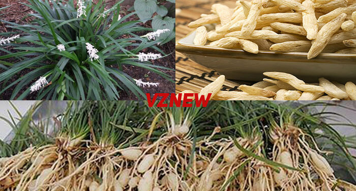 Mạch môn là gì?