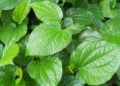 16 Tác dụng của lá lốt