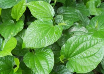 16 Tác dụng của lá lốt