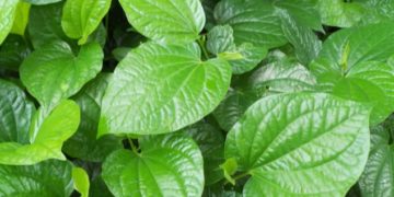 16 Tác dụng của lá lốt