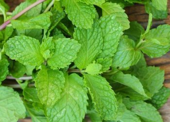 Bạc hà âu là gì?