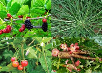 Các loại cây thuốc nam