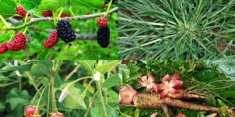 Các loại cây thuốc nam