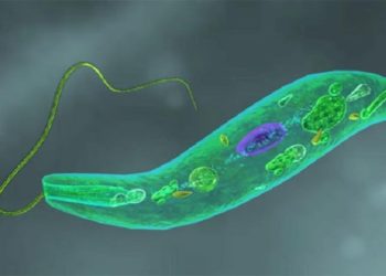 Trùng roi di chuyển như thế nào?