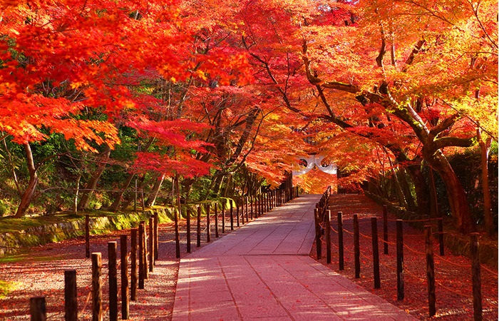 Mùa Thu lá đỏ Nhật Bản