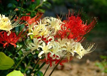 Màu sắc của hoa bỉ ngạn không chỉ là vẻ đẹp hấp dẫn mà còn chứa đựng nhiều ý nghĩa sâu sắc. Từ sự trong trắng và thanh khiết của màu trắng đến sự nữ tính và tình yêu dịu dàng của màu hồng nhạt