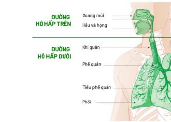 Suy Hô Hấp Là Gì?
