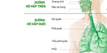 Suy Hô Hấp Là Gì?